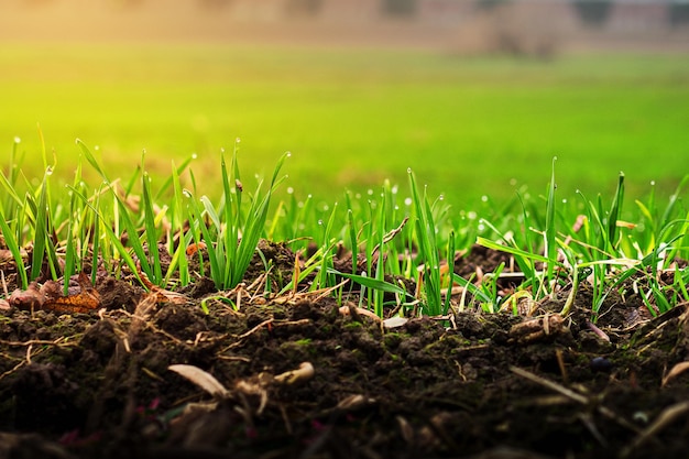 nat weelderig groen gras met regendruppels in de bodem met planten en bladeren in een zonnig landschap