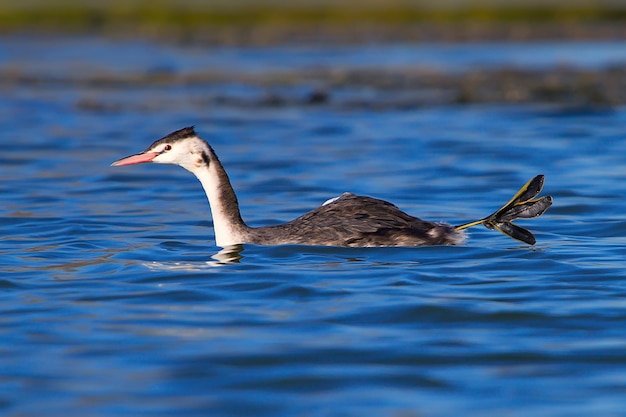 Photo natatorial on water