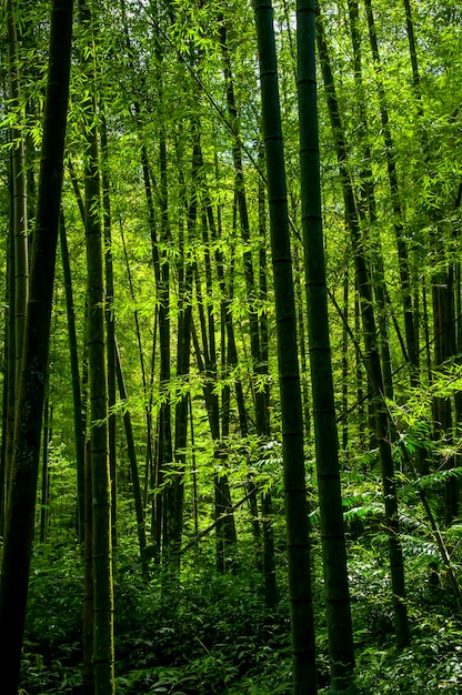 Nationaal bos vers groen bamboebos bamboe