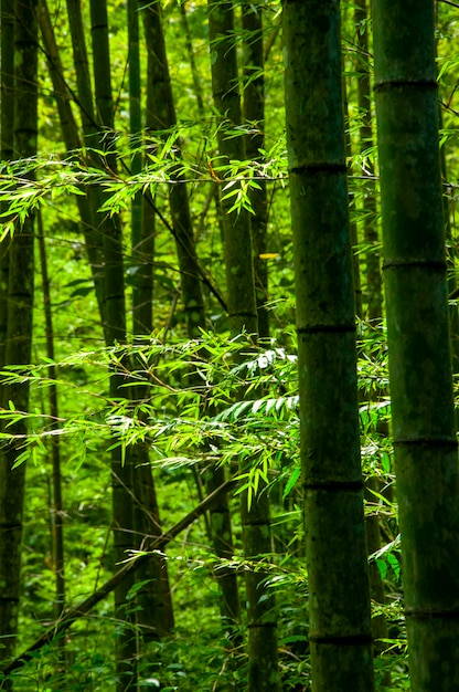 Nationaal bos vers groen bamboebos bamboe