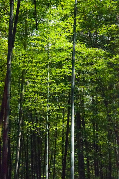 Nationaal bos vers groen bamboebos bamboe