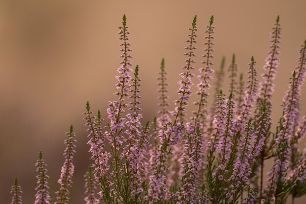 Photo nationaal park hoge kempen