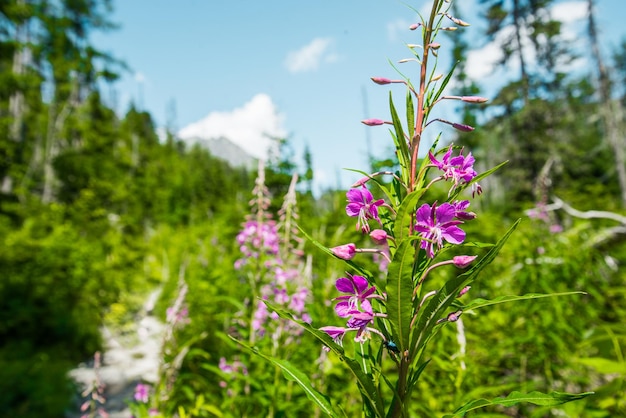 Nationaal Park Hoge Tatra, Slowakije, Europa. Wandelpad naar bergmeer Batizovske pleso en Sliez