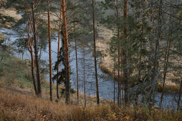 Nationaal park in de regio Tver Uitzicht op de prachtige rivier van bovenaf Veel dennenbomen en droog gras