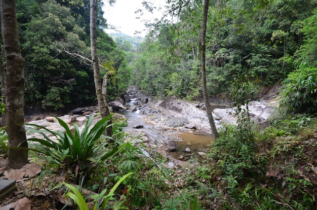 Nationaal park jungle van thailand