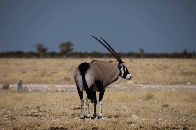 Nationaal park Oryx Etosha Namibië