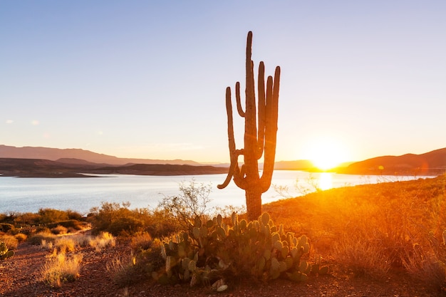 Nationaal park Saguaro