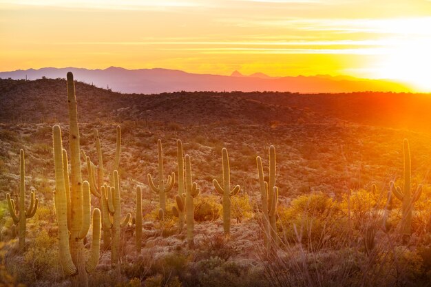 Nationaal park Saguaro