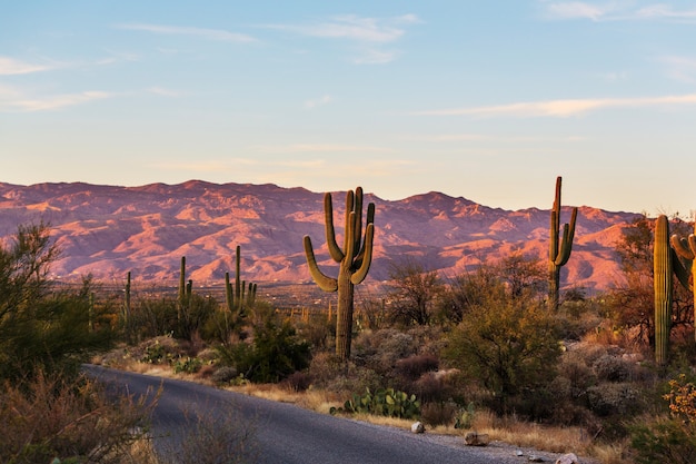 Nationaal park Saguaro