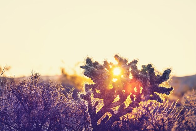 Nationaal park Saguaro