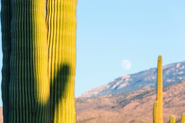 Nationaal park Saguaro