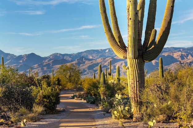 Nationaal park Saguaro