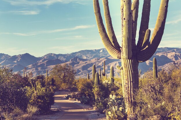 Nationaal park Saguaro