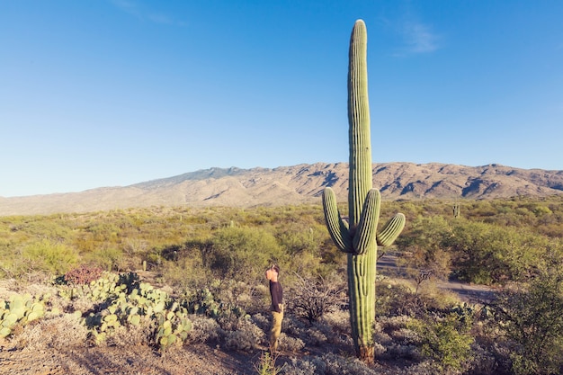 Nationaal park Saguaro