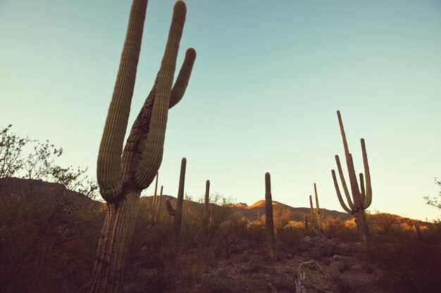 Nationaal park Saguaro