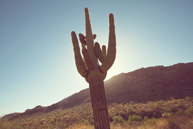 Nationaal park Saguaro