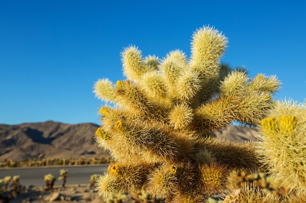 Nationaal park Saguaro