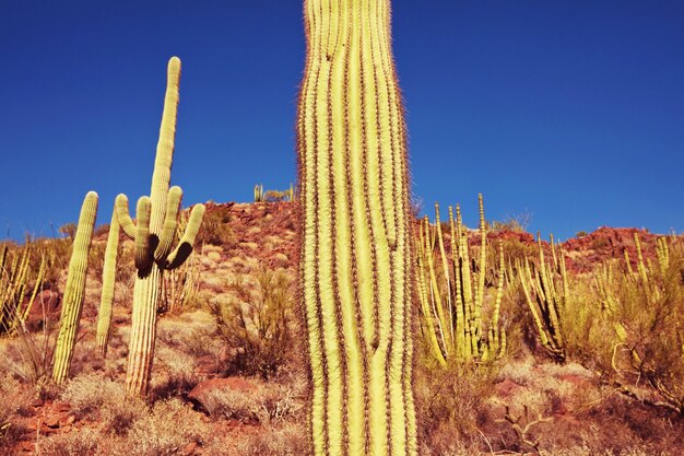 Nationaal park Saguaro