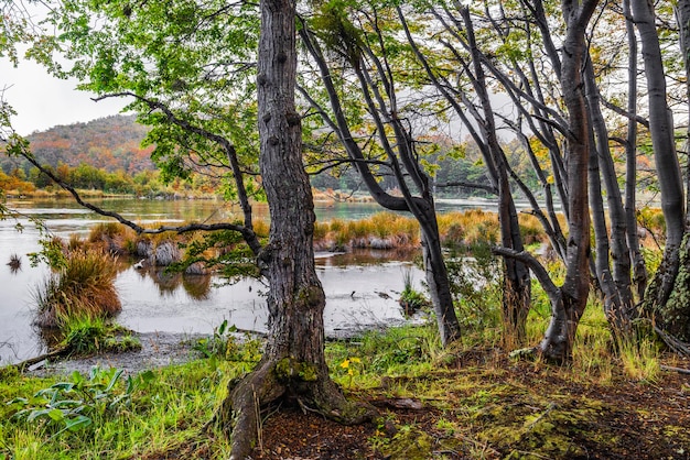 Nationaal park Tierra del Fuego Patagonië Argentinië