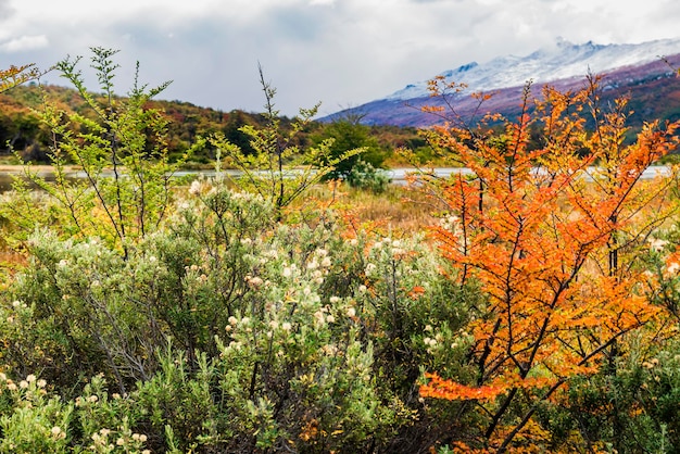 Nationaal park Tierra del Fuego Patagonië Argentinië