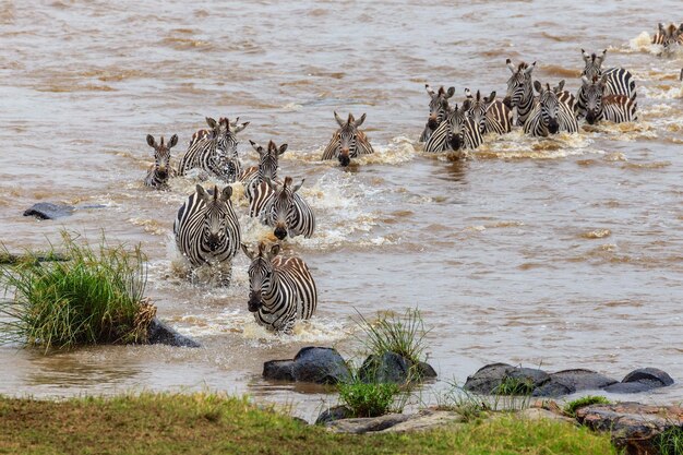 Foto nationaal park van de serengeti