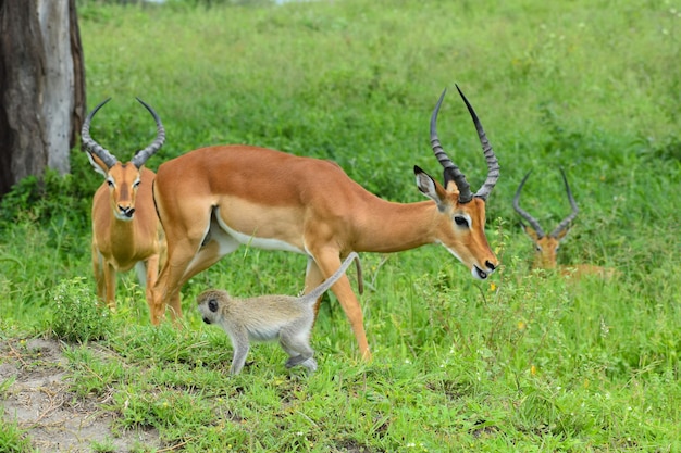 nationaal reservaat in Tanzania in Afrika een pittoresk park met wilde dieren