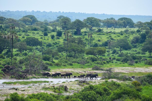 nationaal reservaat in Tanzania in Afrika een pittoresk park met wilde dieren