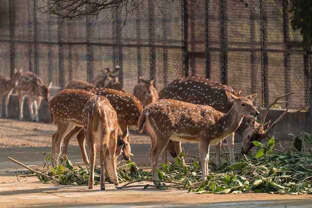 Nationaal Zoölogisch Park New Delhi India