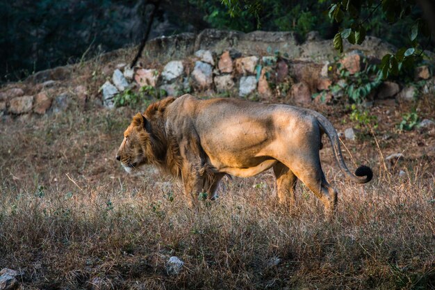 Nationaal Zoölogisch Park New Delhi India