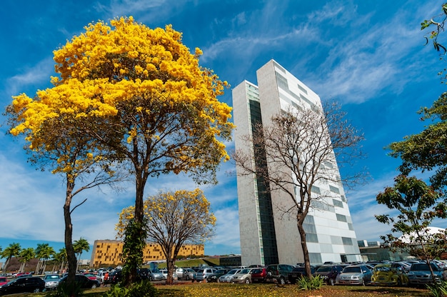 Национальный конгресс с цветущими деревьями желтого ипе, Бразилиа, Бразилия, 14 августа 2008 г.