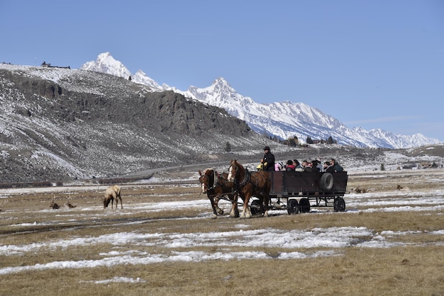 National elk refuge sleigh ride in jackson hole