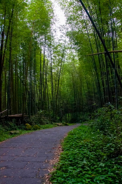 National forest fresh green bamboo forest bamboo