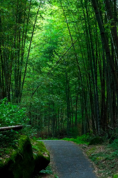 Национальный лес свежий зеленый бамбуковый лесной бамбук