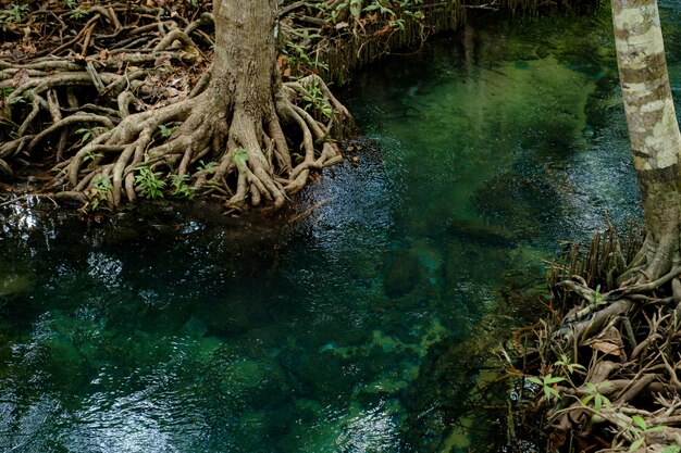 Foto parco nazionale nella provincia di krabi thailandia con foreste di mangrovie