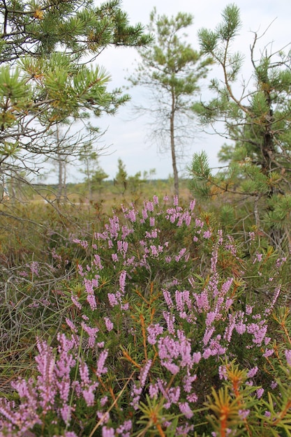 National Park Photography, JPG File, Landscape View, Nature Scenery, Nature Explorer, Lilac Flowers