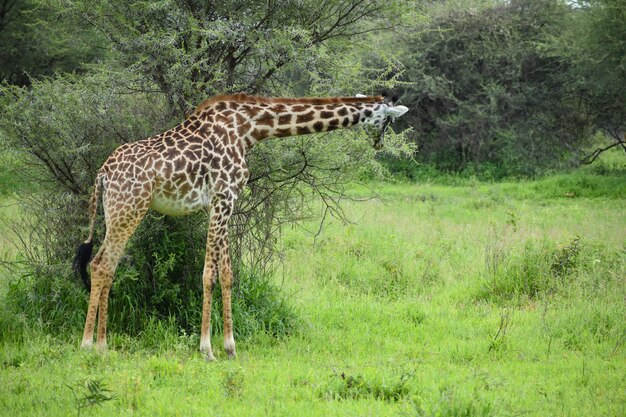 アフリカのタンザニアの国立保護区野生動物のいる絵のように美しい公園