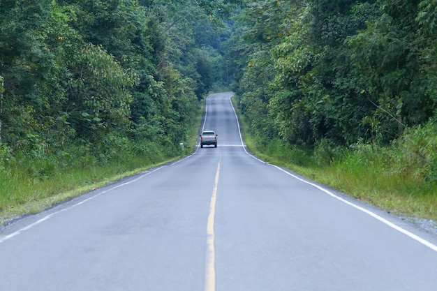 National road forest in the national park.