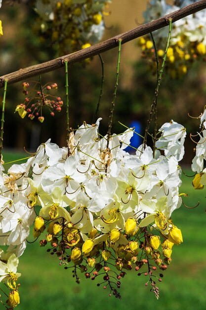 National tree of Thailand Golden Shower Tree Art Print