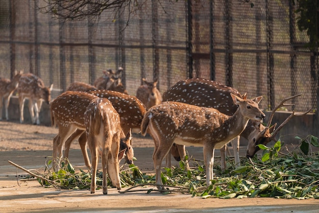 Premium Photo | National zoological park new delhi india