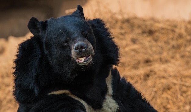 National Zoological Park New Delhi India