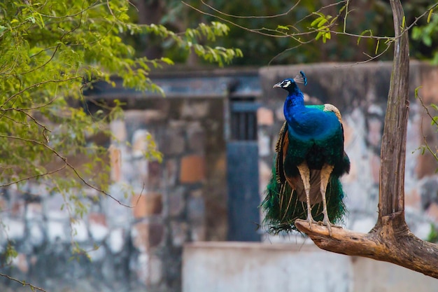 National Zoological Park New Delhi India