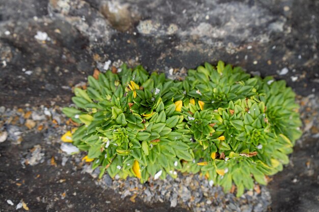 native australian plants with flowers from the beach and sand bush trees and plants in australia