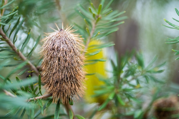 Native banksia bloem inheemse planten bloemen in de bush in Tasmanië Australië