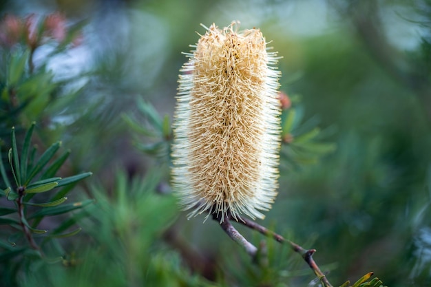호주 태즈메이니아의 토종 해안 식물
