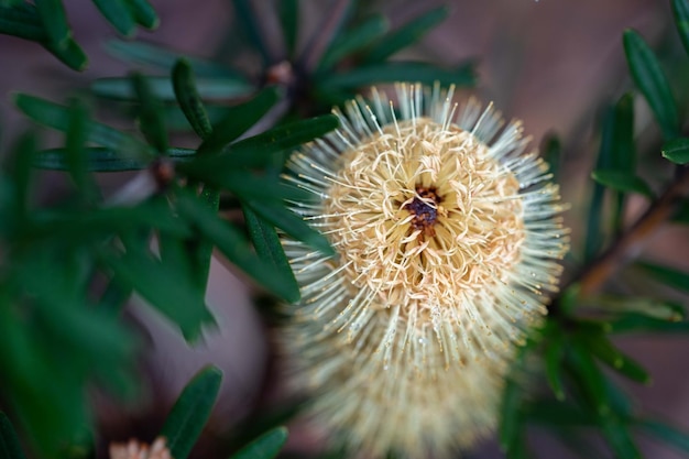 Native coastal plants in tasmania australia