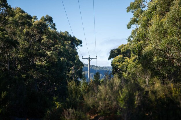 native gum tree growing in a forest in a national park in australia in the bush