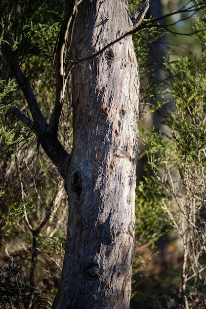 native gum tree growing in a forest in a national park in australia in the bush