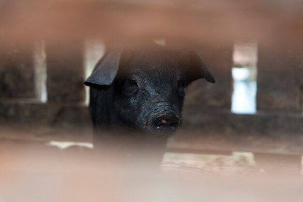 Native pig,Thailand,north,mountain,black hair