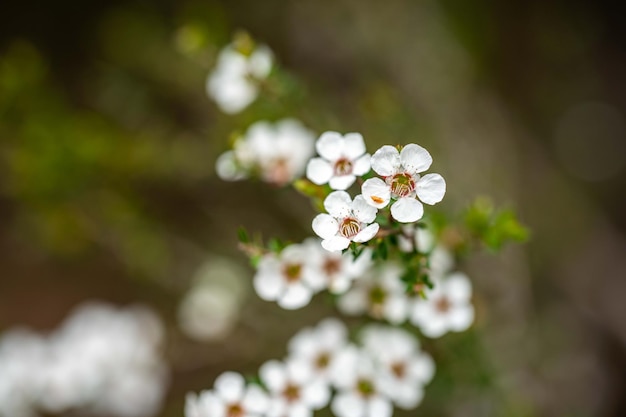 オーストラリアのタスマニアの茂みで育つ在来植物