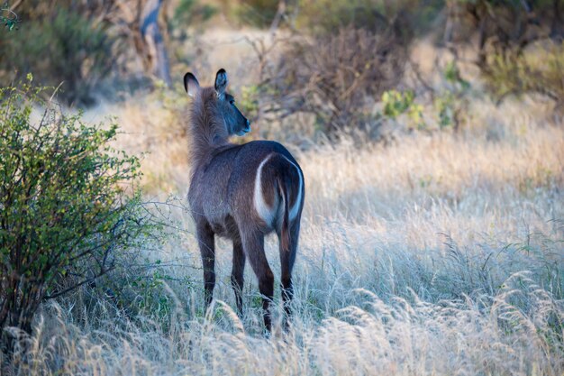 Specie autoctone di antilope nel prato